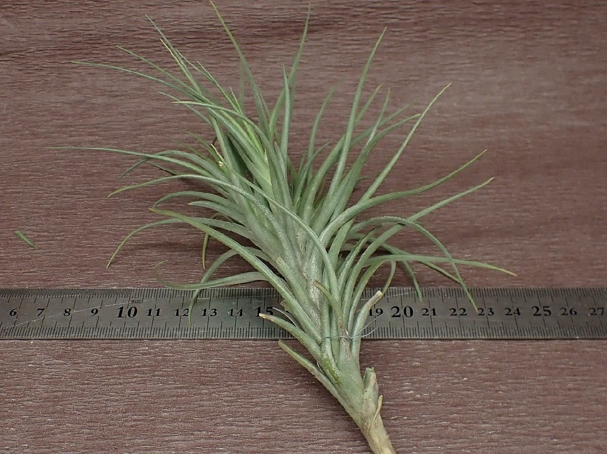 Tillandsia 'Mystic Albert' チランジア ミスティックアルバート★エアプランツPR★第四種送料別途★税別1円～!!_画像2