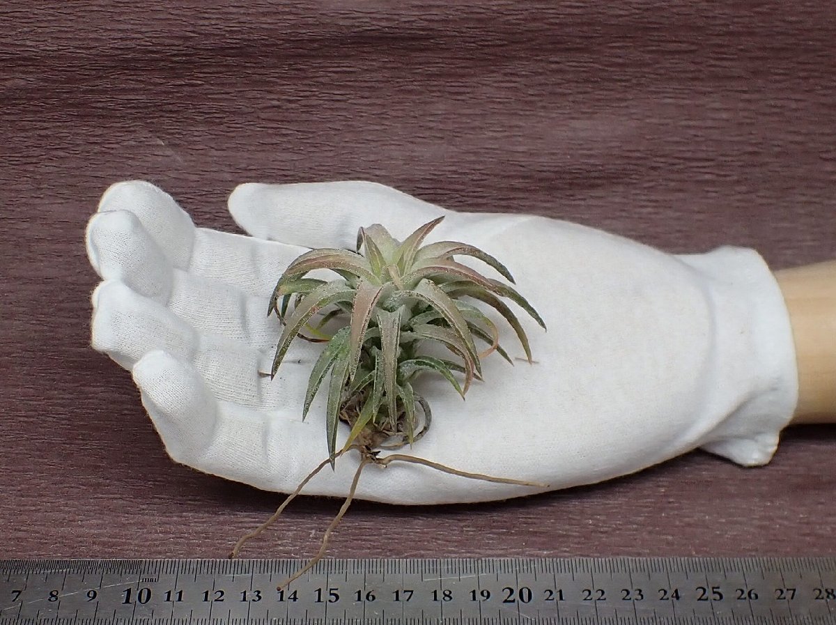 Tillandsia ionantha v.vanhyningii Jumbo form バンハイニンギー ジャンボフォーム■エアプランツKK★第四種送料別途★税別1円～!!_画像1