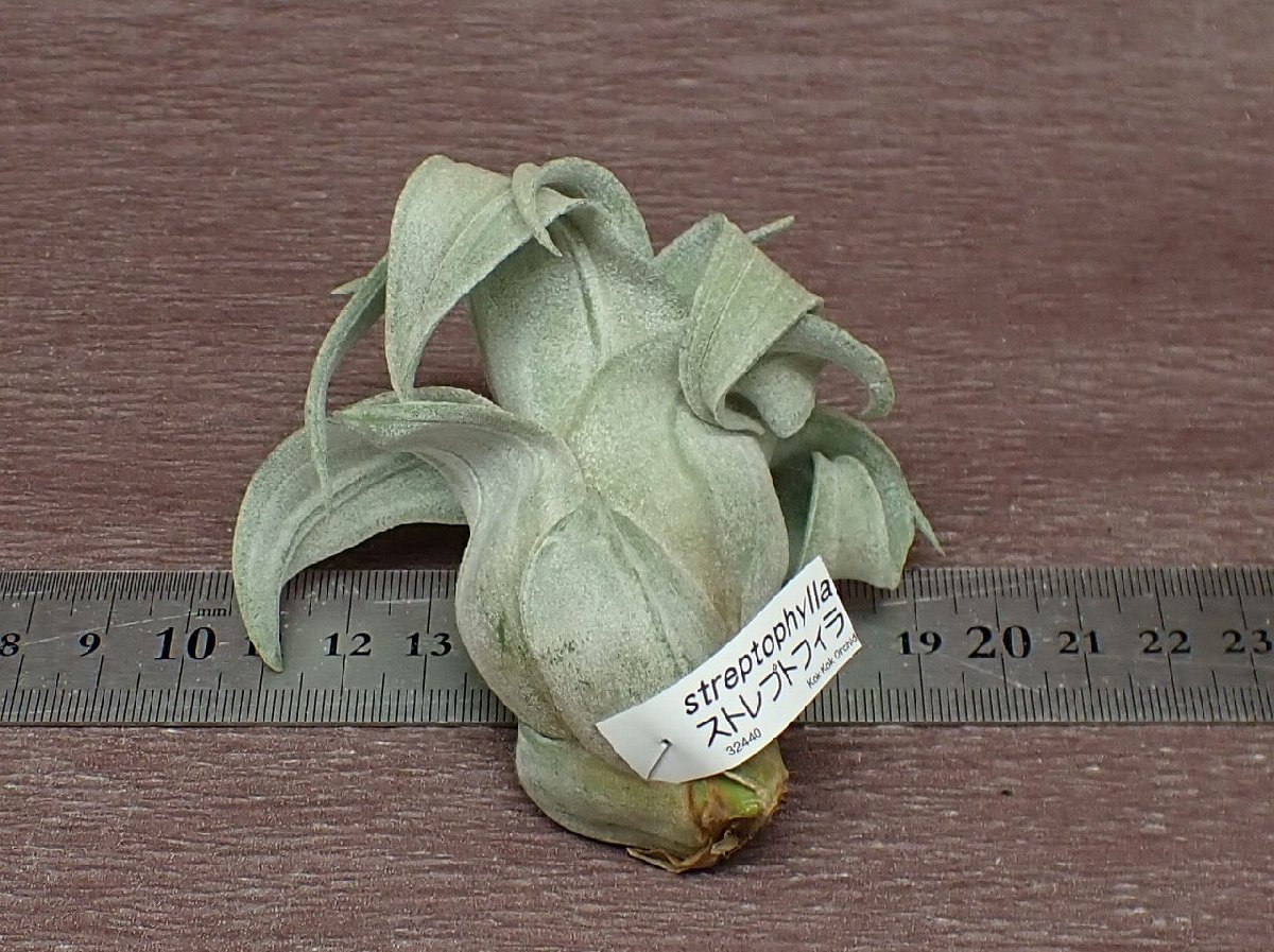 Tillandsia streptophylla チランジア・ストレプトフィラ●エアプランツKK★第四種送料別途★税別1円～!!_画像2