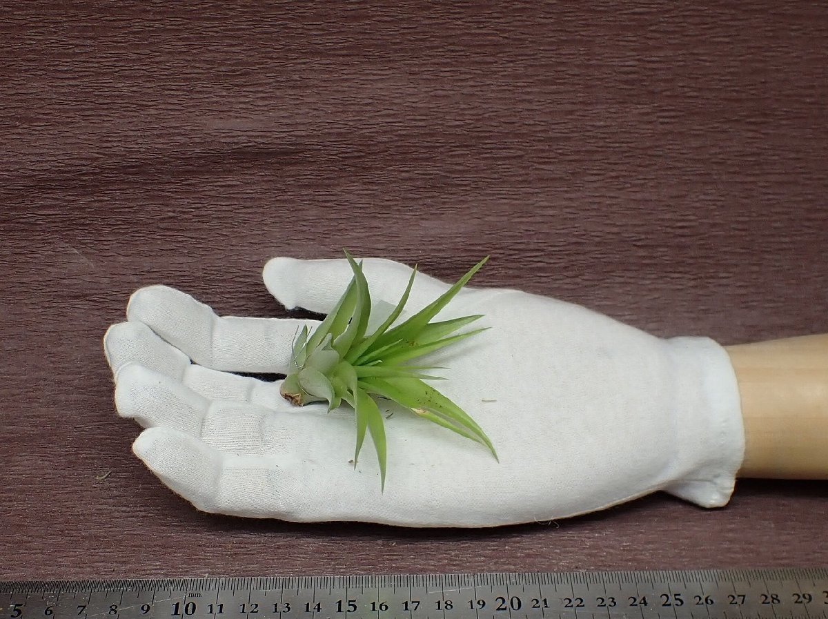 Tillandsia brachycaulos チランジア・ブラキカウロス●エアプランツCO★第四種送料別途★税別1円～!!_画像1