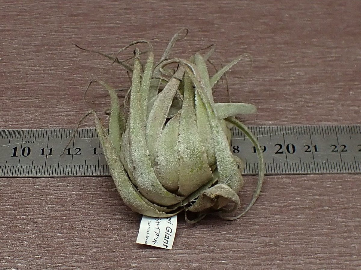 Tillandsia heubergeri Giant チランジア・ヘウベルゲリ ジャイアント■エアプランツBS★第四種送料別途★税別1円～!!_画像2