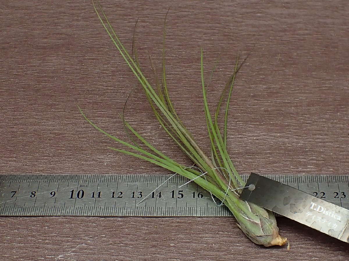 Tillandsia disticha チランジア・ディスティカ★エアプランツEP★第四種送料別途★税別1円～!!_画像2