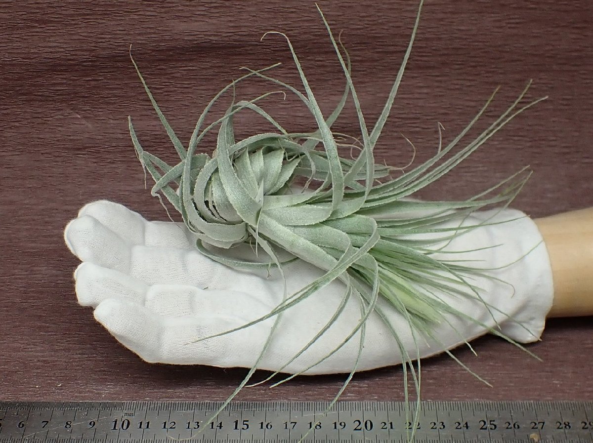 Tillandsia gardneri チランジア・ガルドネリ★エアプランツDP★第四種送料別途★税別1円～!!_画像1