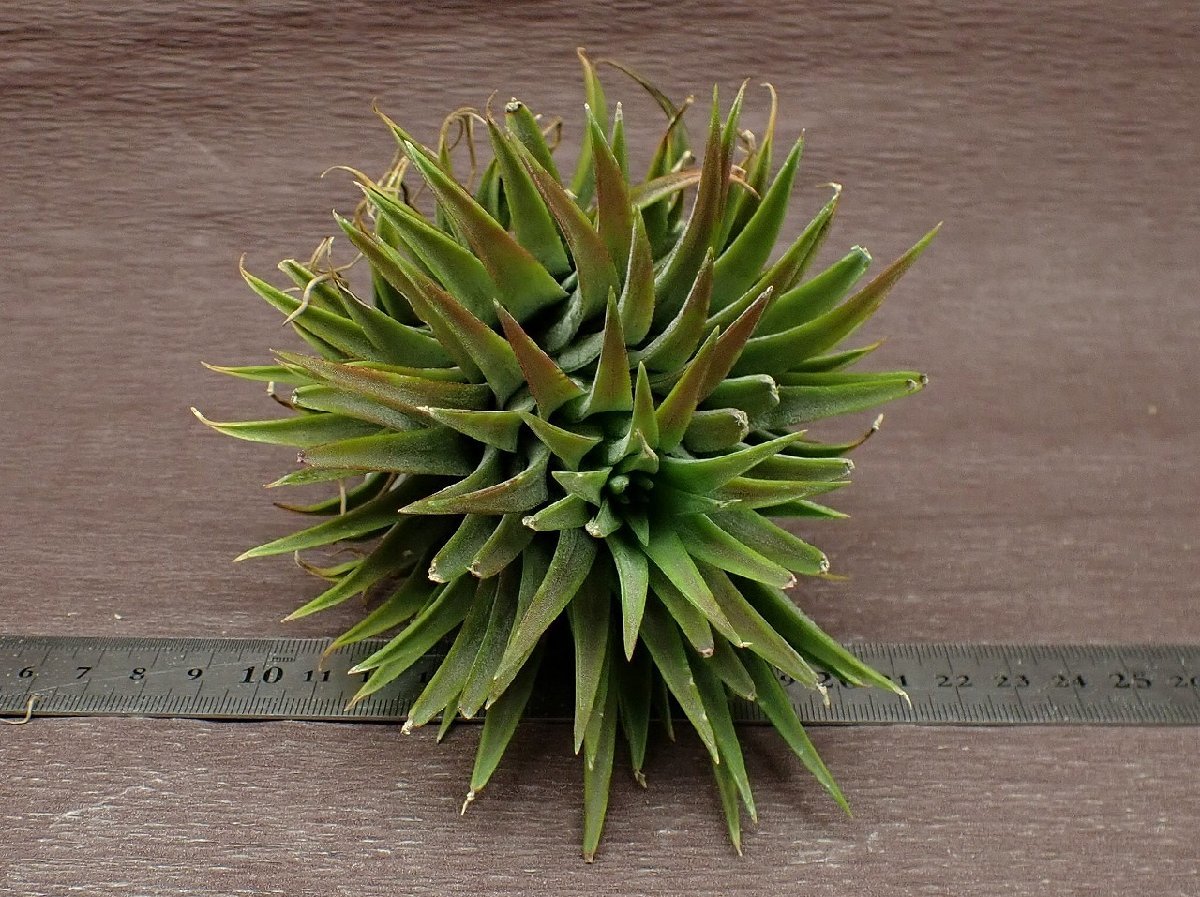 Tillandsia ionantha 'Mad Max' チランジア・イオナンタ マッドマックス★エアプランツTI★第四種送料別途★税別1円～!!_画像3