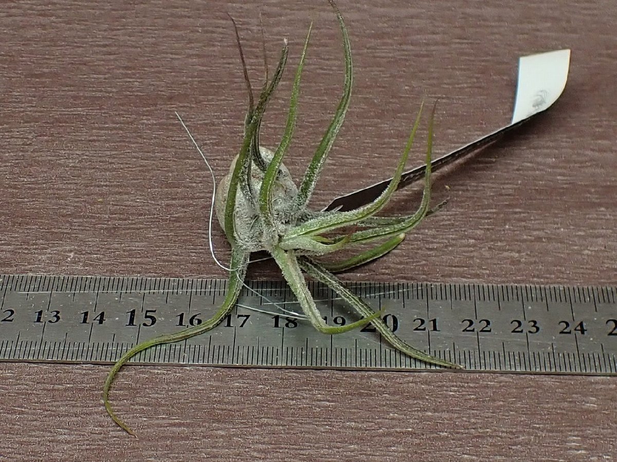 Tillandsia pruinosa Guatemala チランジア・プルイノーサ グアテマラ■エアプランツEP★第四種送料別途★税別1円～!!_画像3