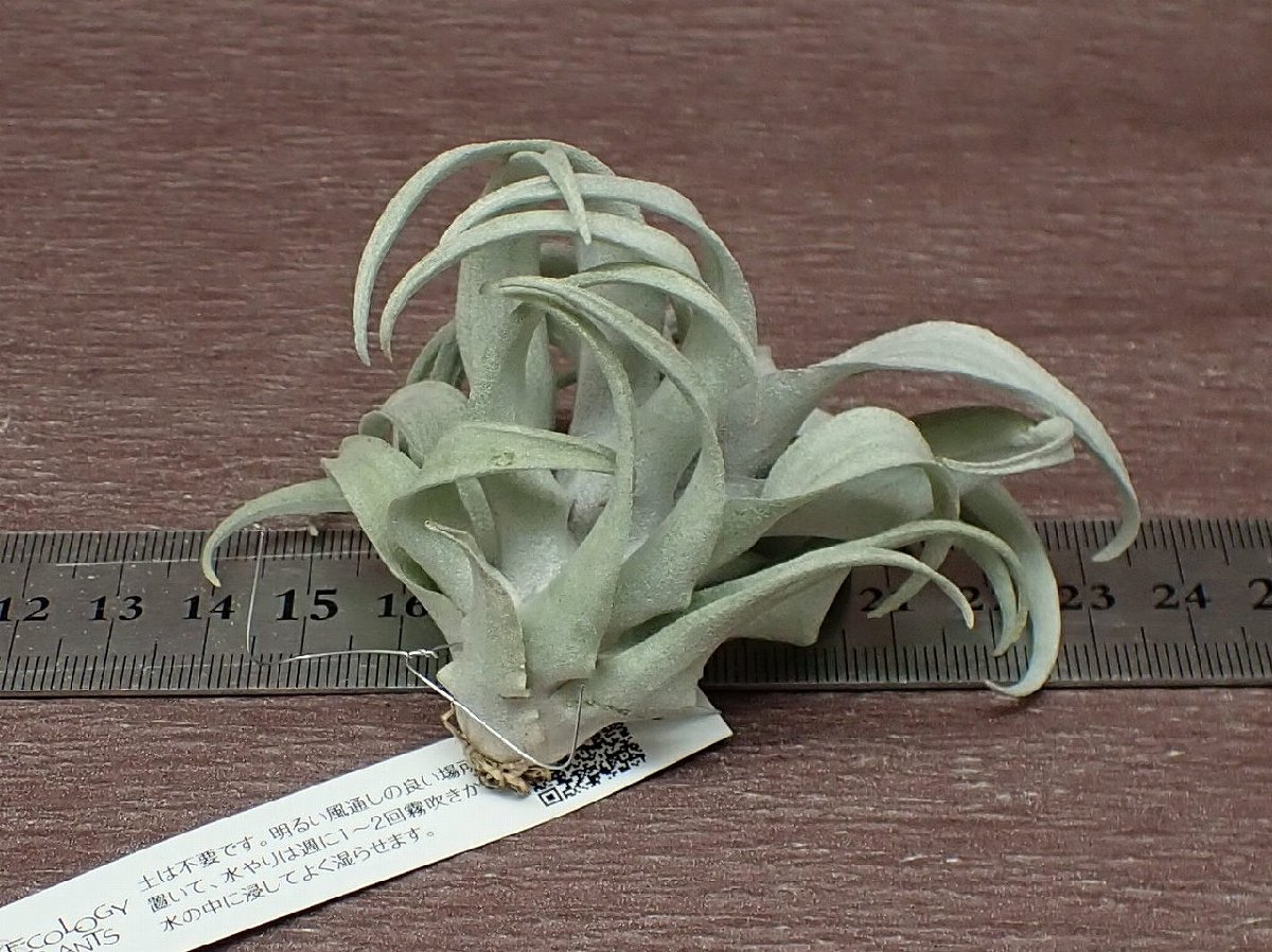 Tillandsia capitata 'Yellow Star' チランジア・カピタータ イエロースター●エアプランツEP★第四種送料別途★税別1円～!!_画像2