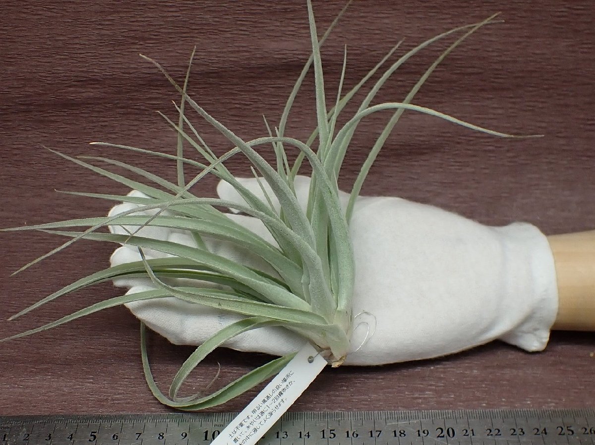 Tillandsia pohliana チランジア・ポーリアナ★エアプランツEP★第四種送料別途★税別1円～!!_画像1