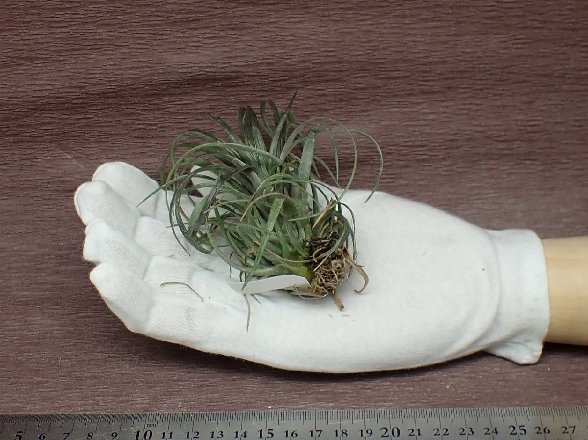 Tillandsia canescens チランジア・カネッセンス■エアプランツTI★第四種送料別途★税別1円～!!_画像1