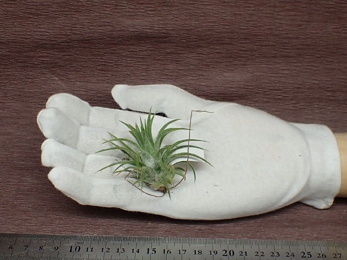 Tillandsia ionantha チランジア・イオナンタ■エアプランツSE★第四種送料別途★税別1円～!!_画像1