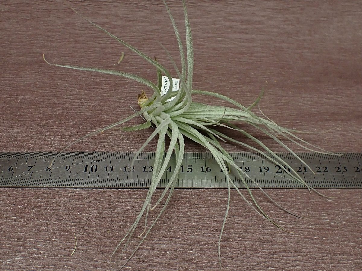 Tillandsia 'Cotton Candy' チランジア コットンキャンディ●エアプランツCO★第四種送料別途★税別1円～!!_画像3