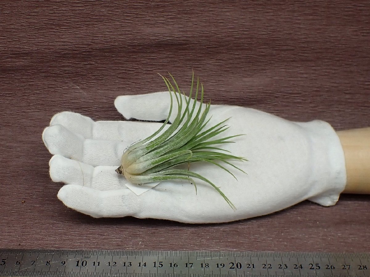 Tillandsia ionantha 'Rubra' チランジア・イオナンタ ルブラ●エアプランツDF★第四種送料別途★税別1円～!!_画像1