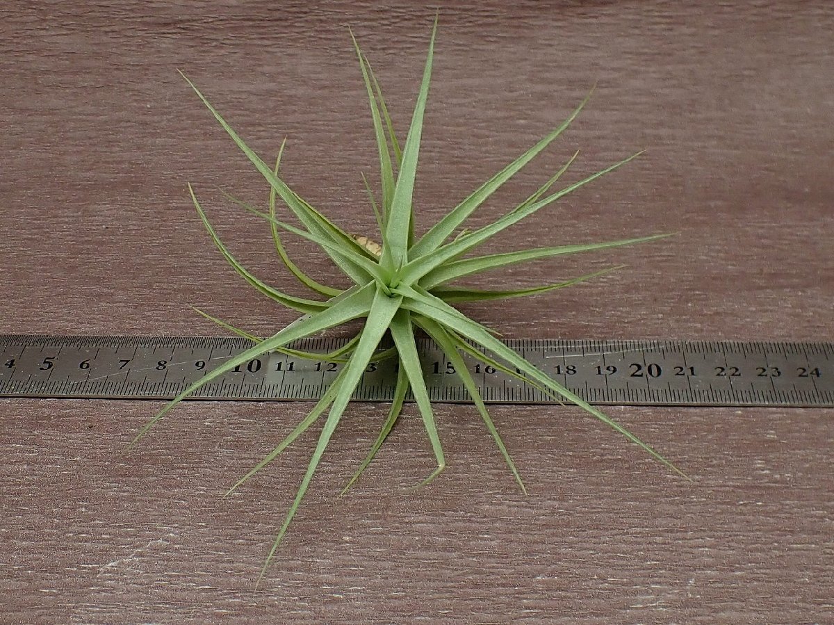 Tillandsia bergeri チランジア・ベルゲリ★エアプランツCO★第四種送料別途★税別1円～!!_画像3