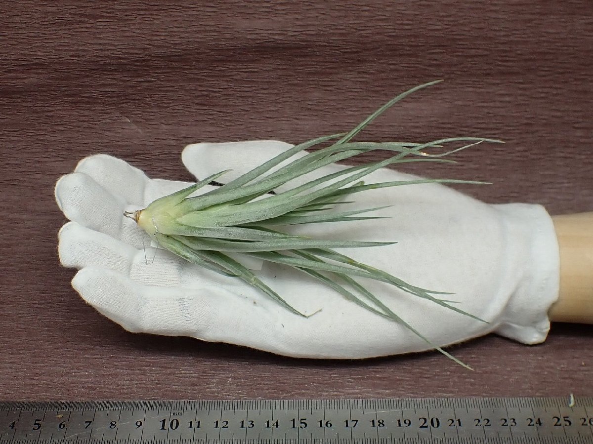 Tillandsia 'Chantilly' チランジア シャンティリイ★エアプランツTI★第四種送料別途★税別1円～!!_画像1