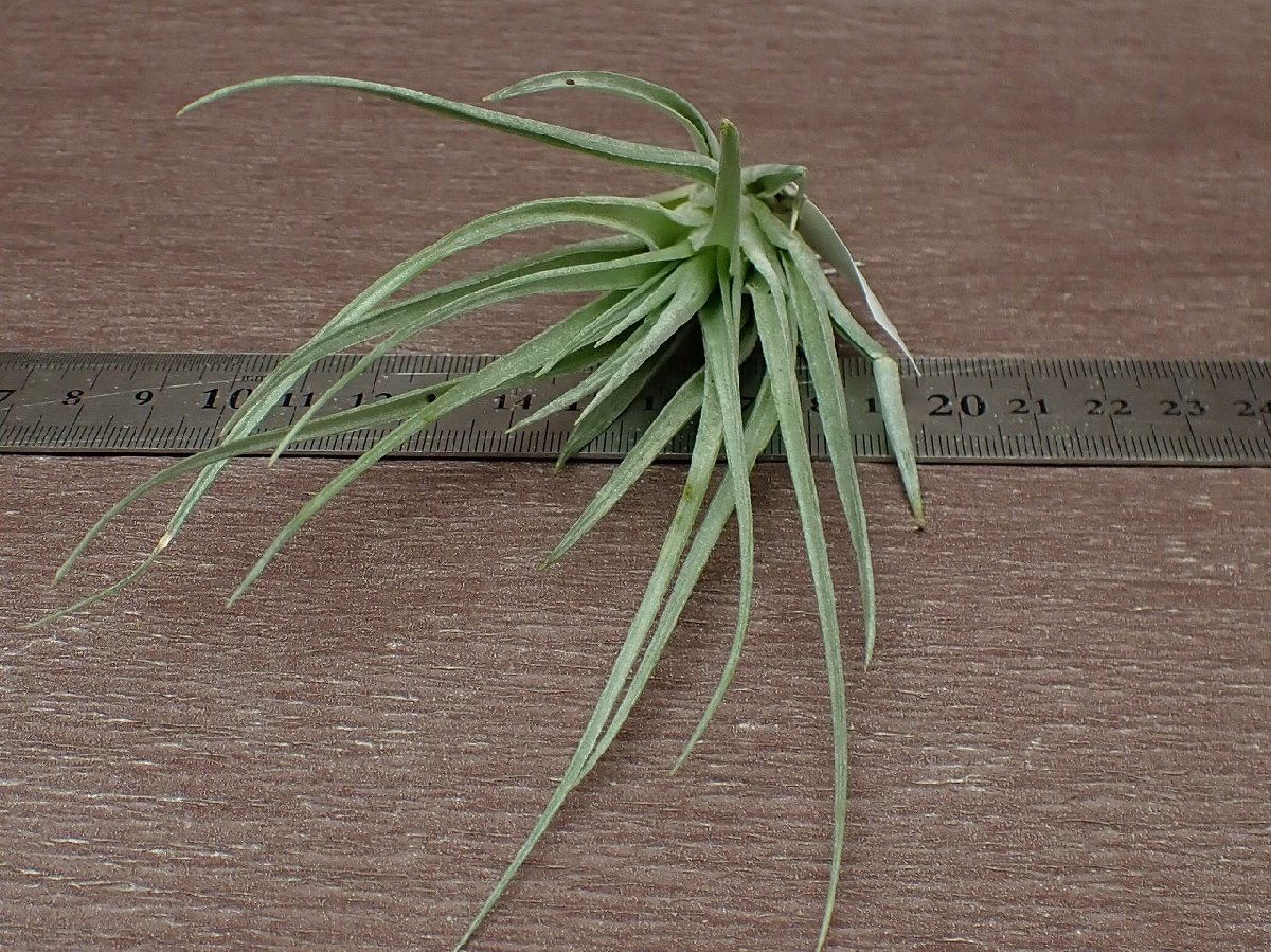 Tillandsia 'Chantilly' チランジア シャンティリイ★エアプランツTI★第四種送料別途★税別1円～!!_画像3