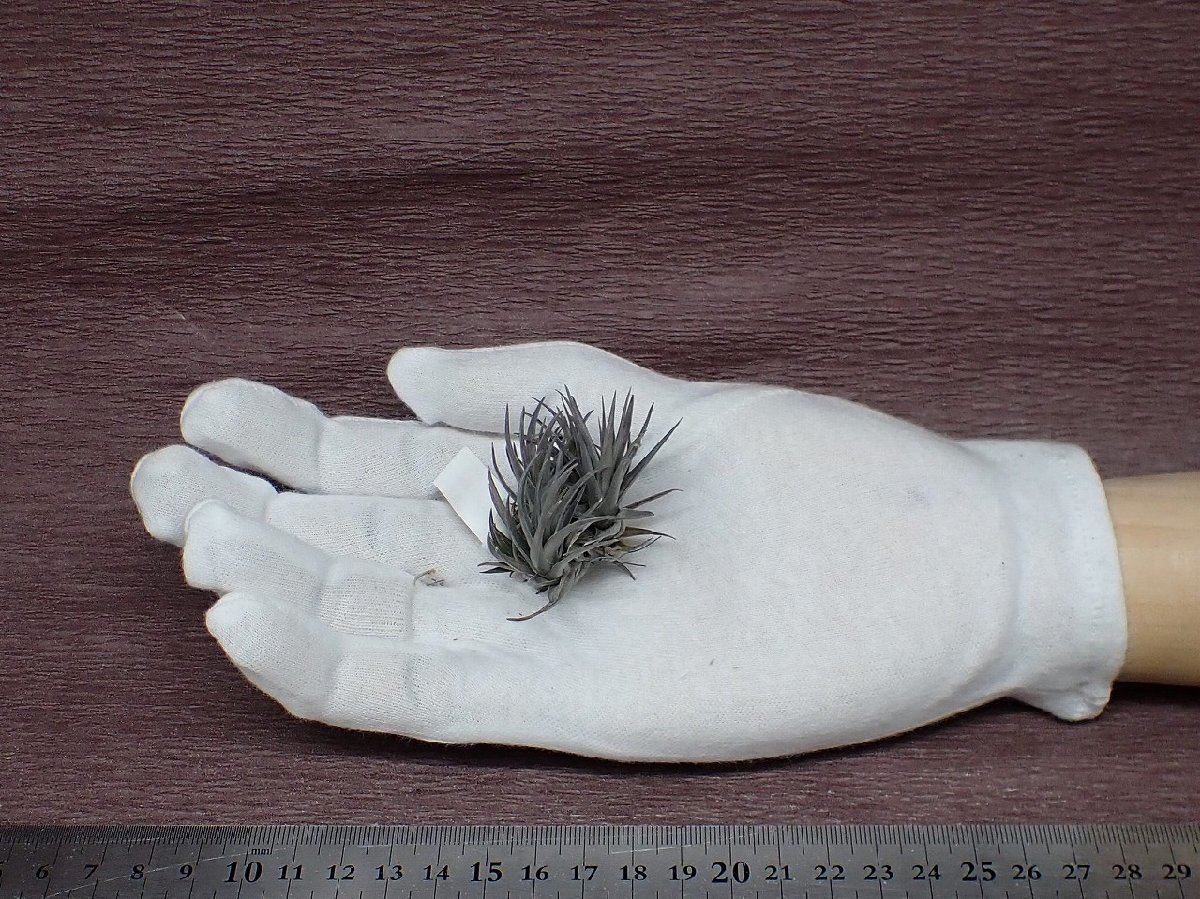 Tillandsia aeranthos Dwarf form チランジア・アエラントス ドワーフフォーム■エアプランツPR★第四種送料別途★税別1円～!!_画像1