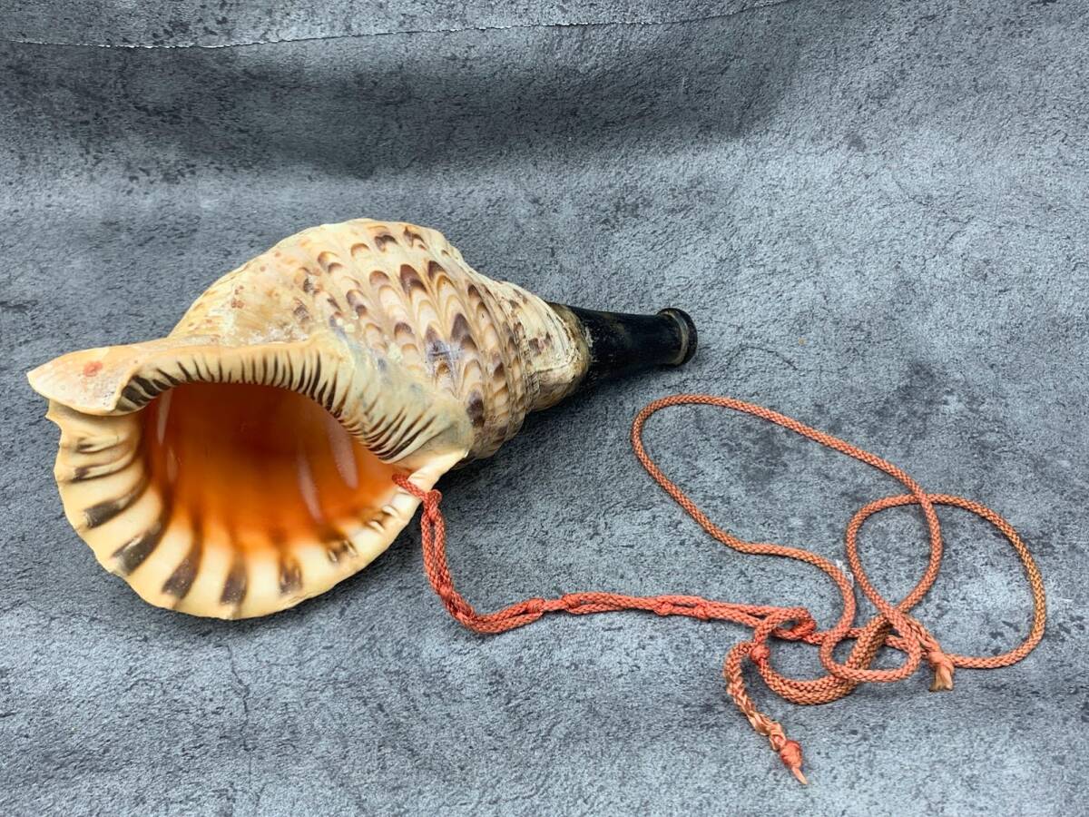 法螺貝 36.2㎝ 貝袋付 1115g 30000円 山伏修験 (法螺貝 ホラ貝 法螺貝 36.2㎝ 貝袋付 1115g 30000円 山伏修験 (法螺貝 ホラ貝