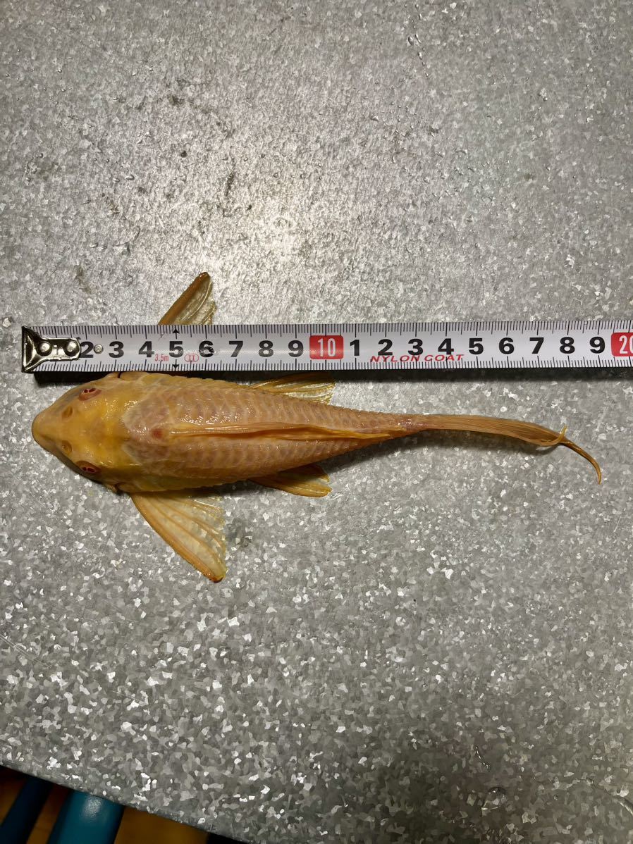 アルビノセルフィンプレコ20cm± 熱帯魚 大型魚 1匹_画像1