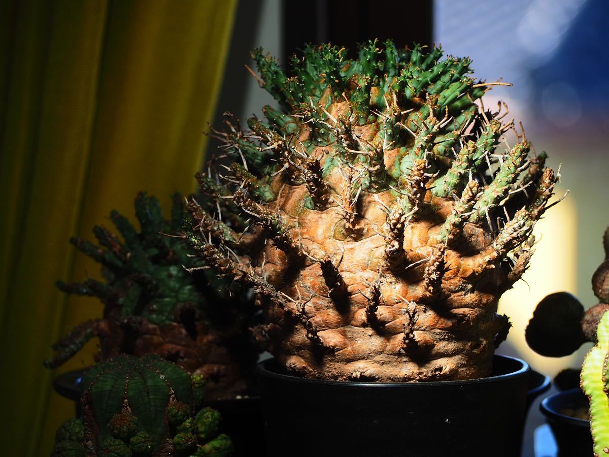 Euphorbia ユーフォルビア デセプタ 発根済み item details Euphorbia ユーフォルビア デセプタ 発根済み item details