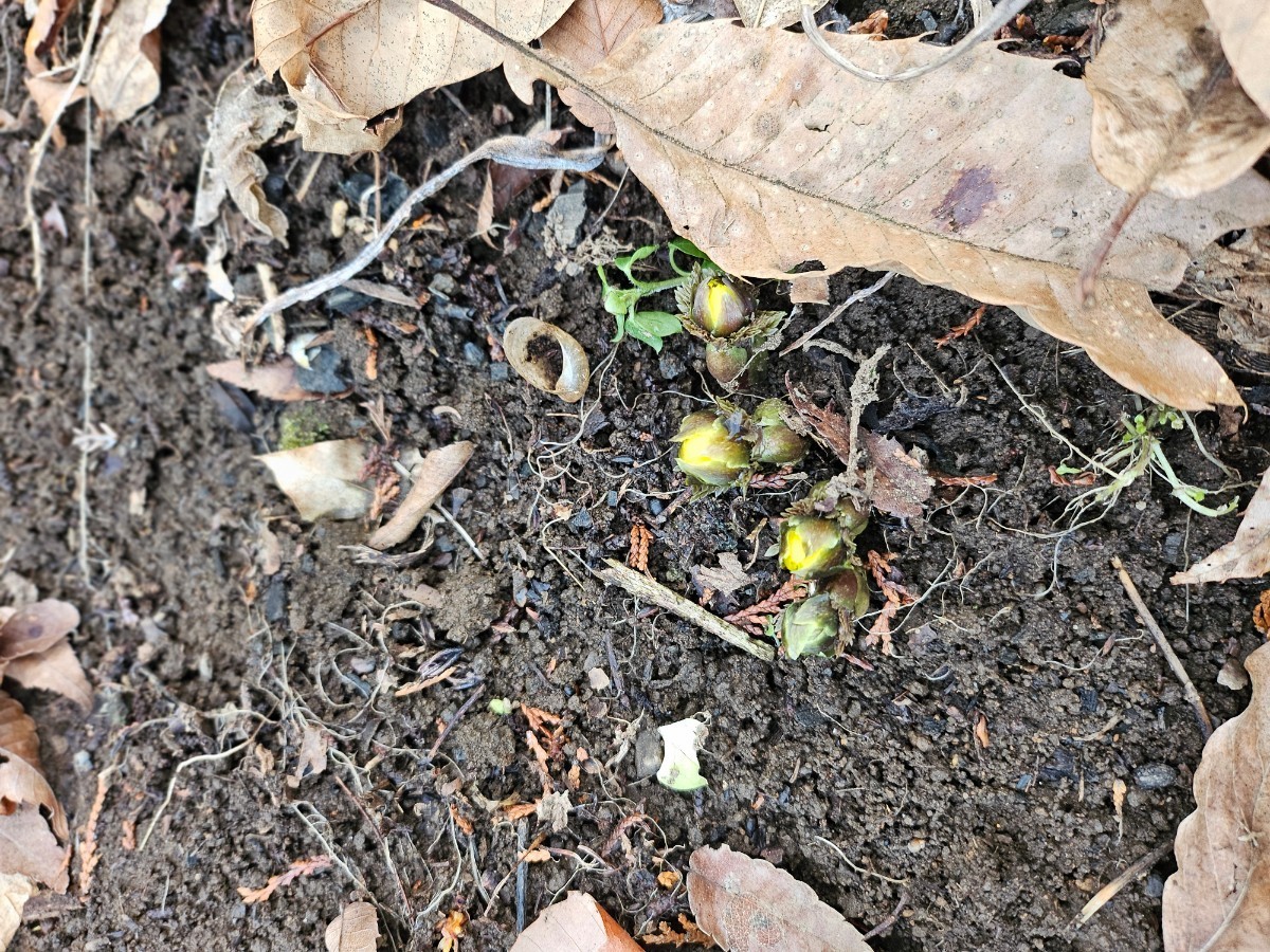 福寿草　5芽　山野草!!_画像7