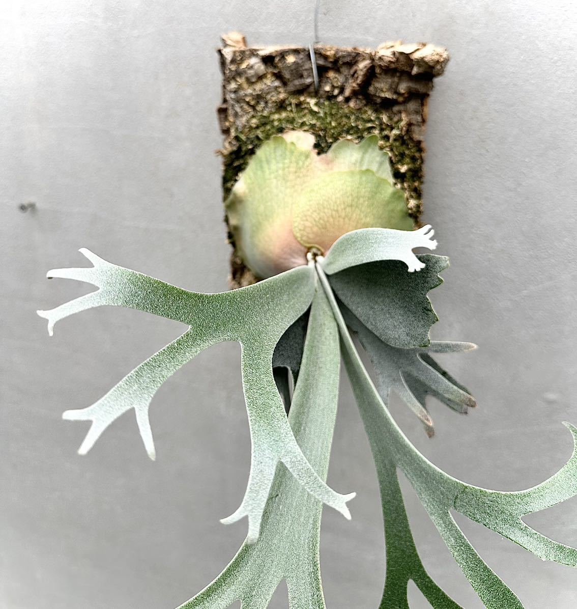 P. willinckii 'Moonlight' (vp) ウィリンキー【vandaka P. willinckii 'Moonlight' (vp) ウィリンキー【vandaka