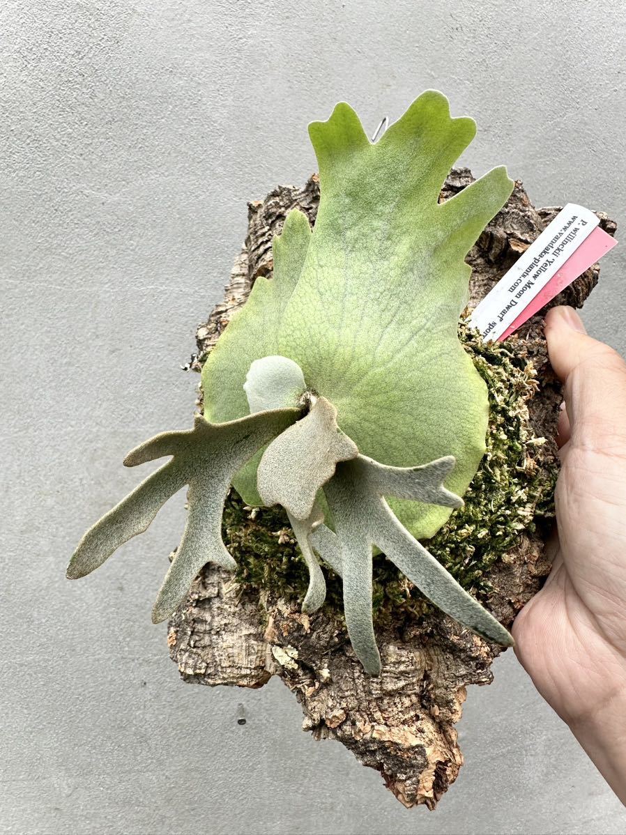 Yahoo!オークション - P. willinckii 'Yellow Moon' dwarf spore Yahoo!オークション - P. willinckii 'Yellow Moon' dwarf spore