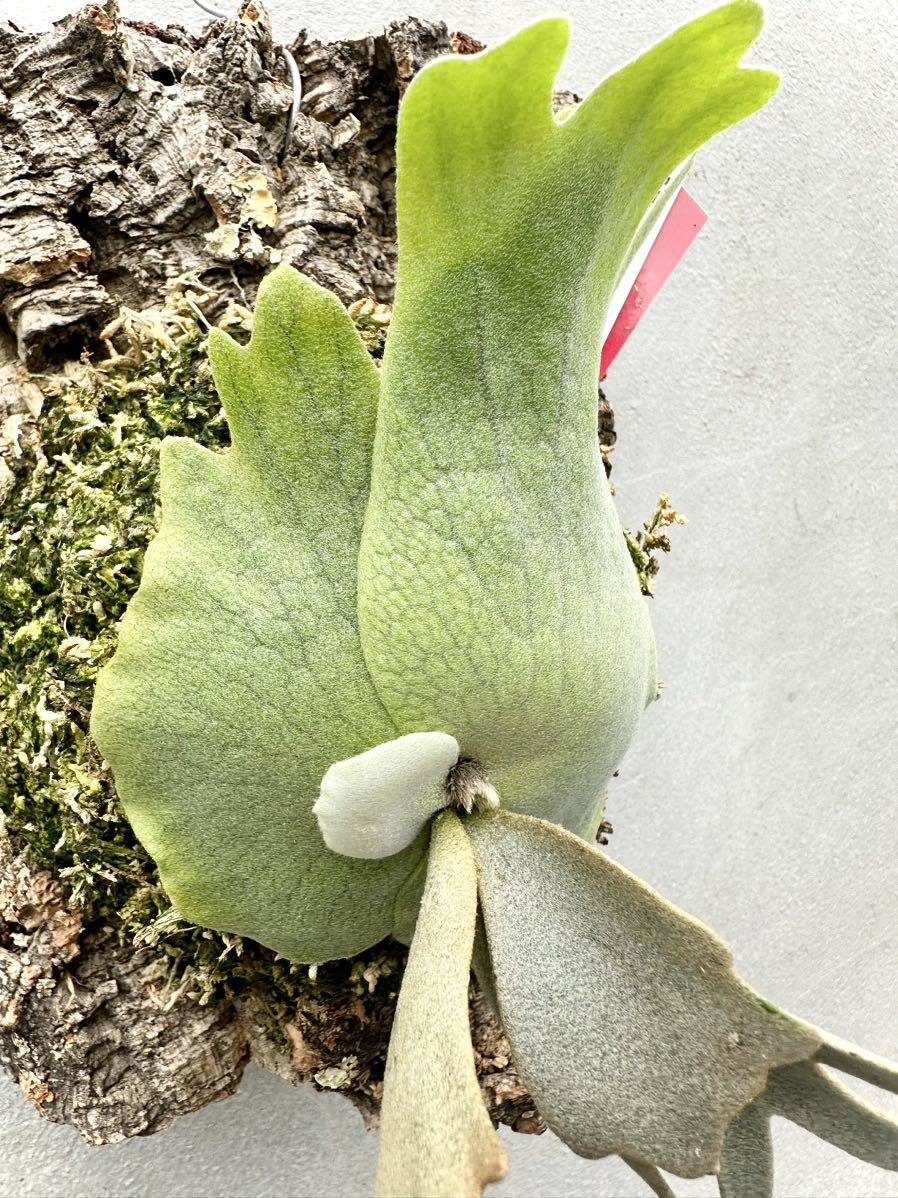 Yahoo!オークション - P. willinckii 'Yellow Moon' dwarf spore Yahoo!オークション - P. willinckii 'Yellow Moon' dwarf spore