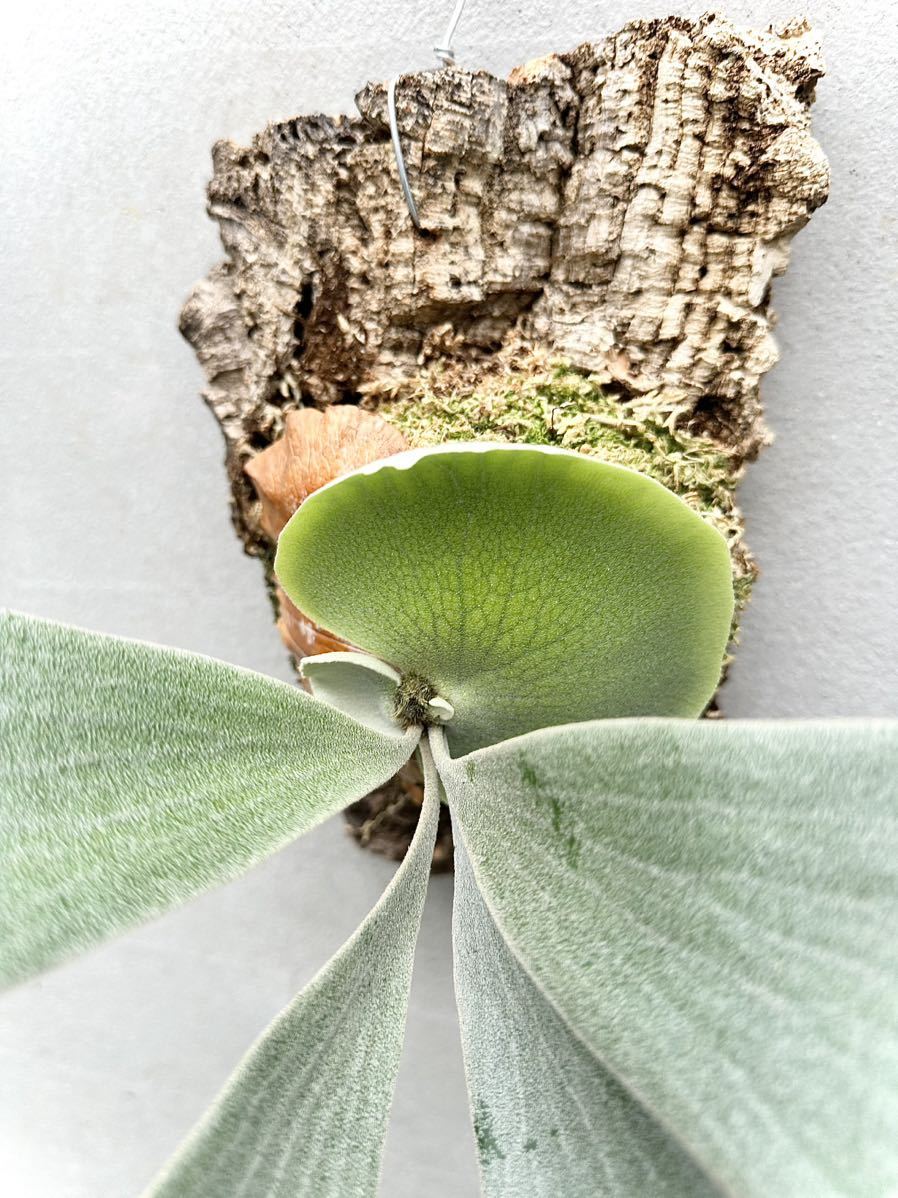 Yahoo!オークション - P. 'Ginka' spore grown 銀華 ビカクシダ Yahoo!オークション - P. 'Ginka' spore grown 銀華 ビカクシダ