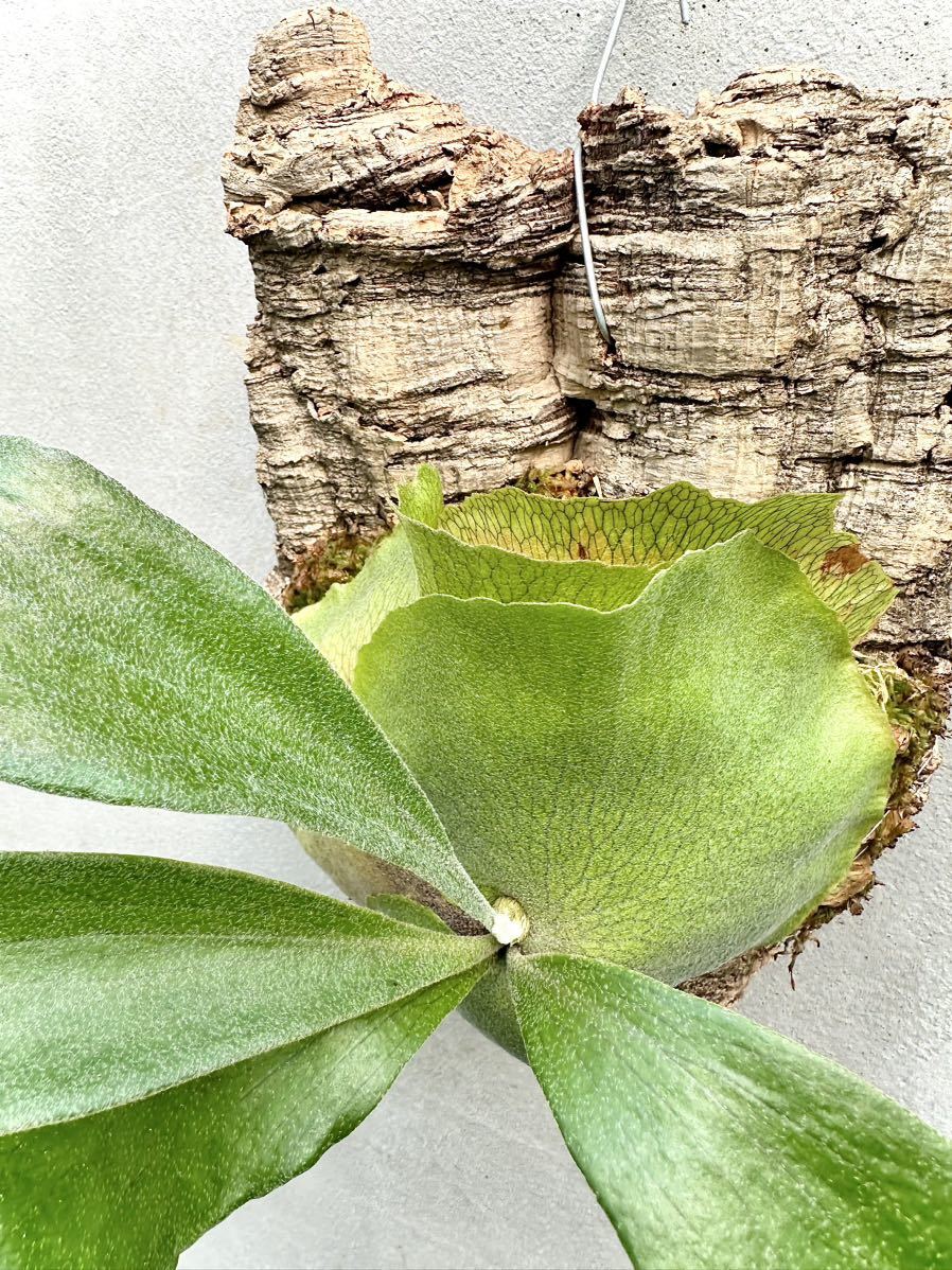 Yahoo!オークション - P. 'Ripples' spore grown 波紋 【vandaka Yahoo!オークション - P. 'Ripples' spore grown 波紋 【vandaka