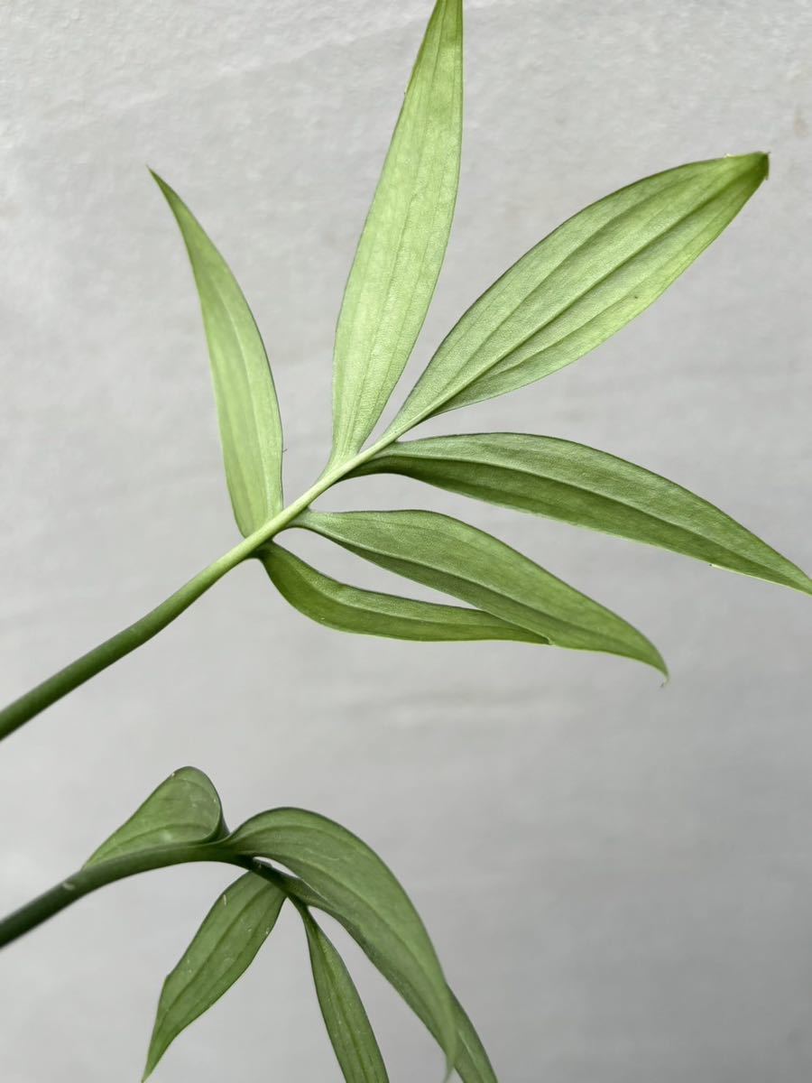 【vandaka】philodendron elegans フィロデンドロン エレガンス アロイド_画像6