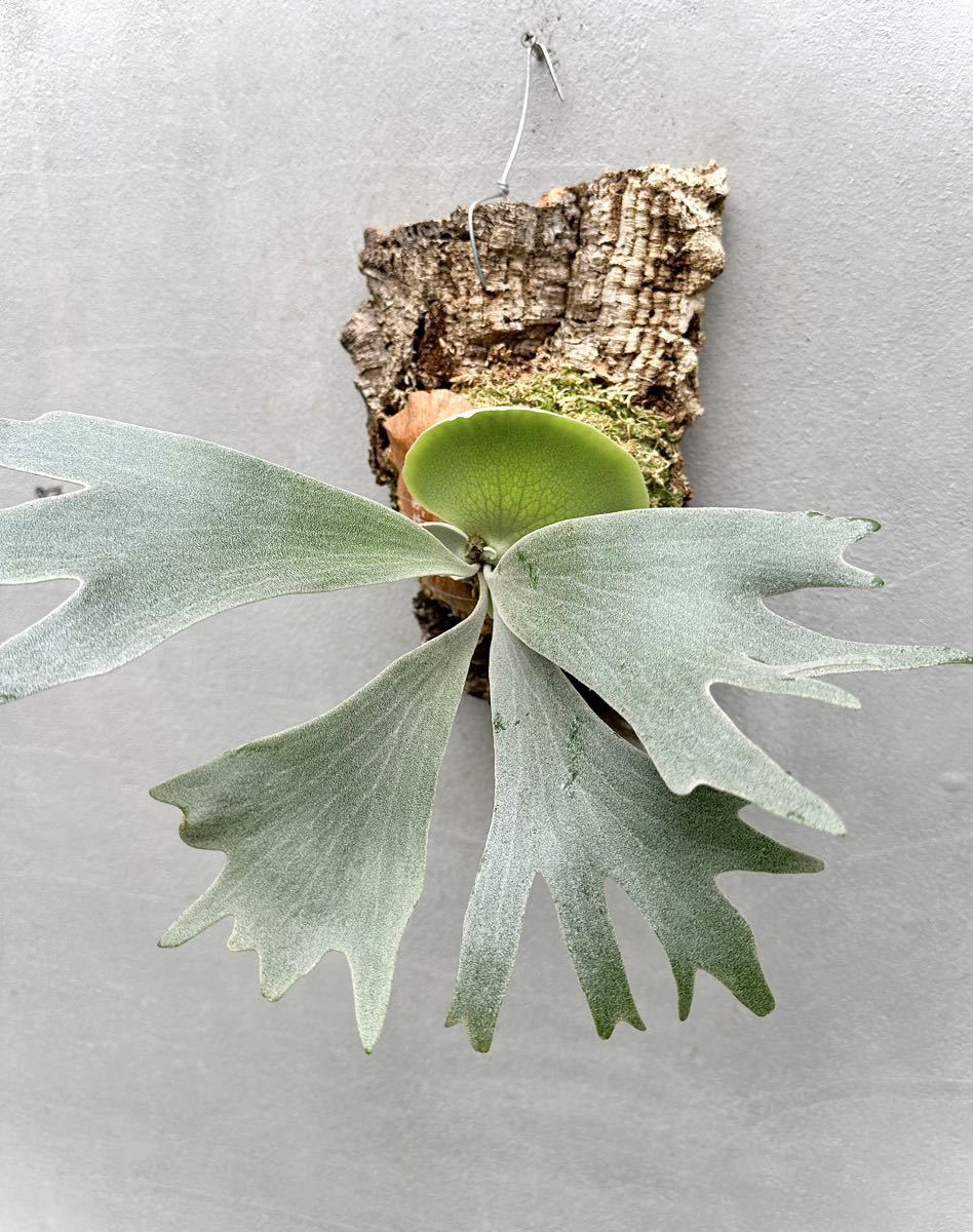 Yahoo!オークション - P. 'Ginka' spore grown 銀華 ビカクシダ Yahoo!オークション - P. 'Ginka' spore grown 銀華 ビカクシダ