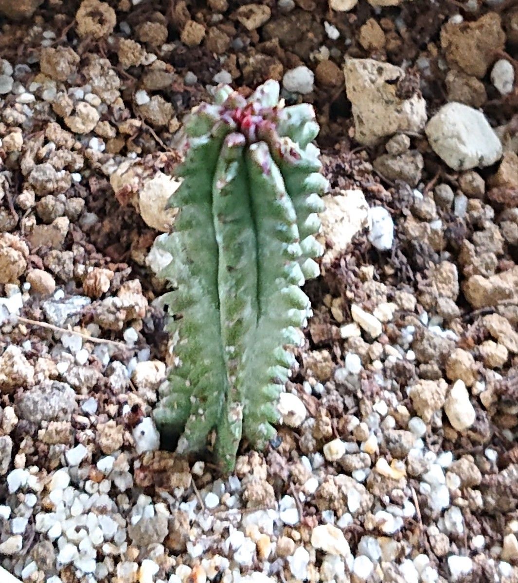 《瑠璃塔》 抜き苗 現品限り 多肉植物 サボテン ユーフォルビアクーペリ Euphorbia cooperi コーペルキリン