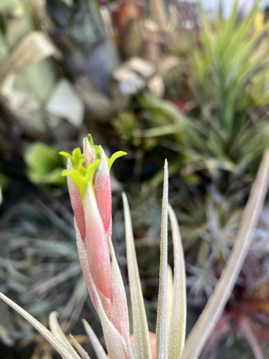 Tillandsia ixioides ssp.viridiflora blooming middle 