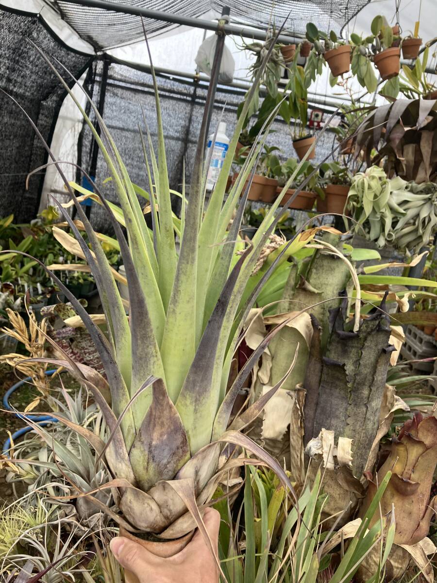 Tillandsia comitanensis_画像1