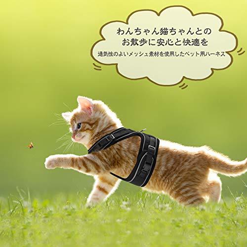 [ translation have unused ] cat cat for Harness harness cat ... cat . cat . dog small size dog walk outing coming out not the best..._C_739