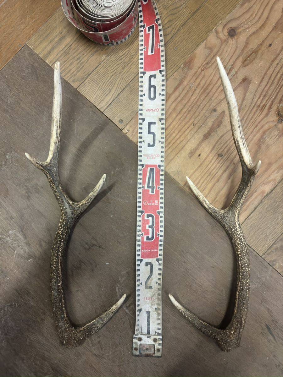 鹿の角 天然 DIY 鹿 約65cm 大 大物 インテリア などに_画像1