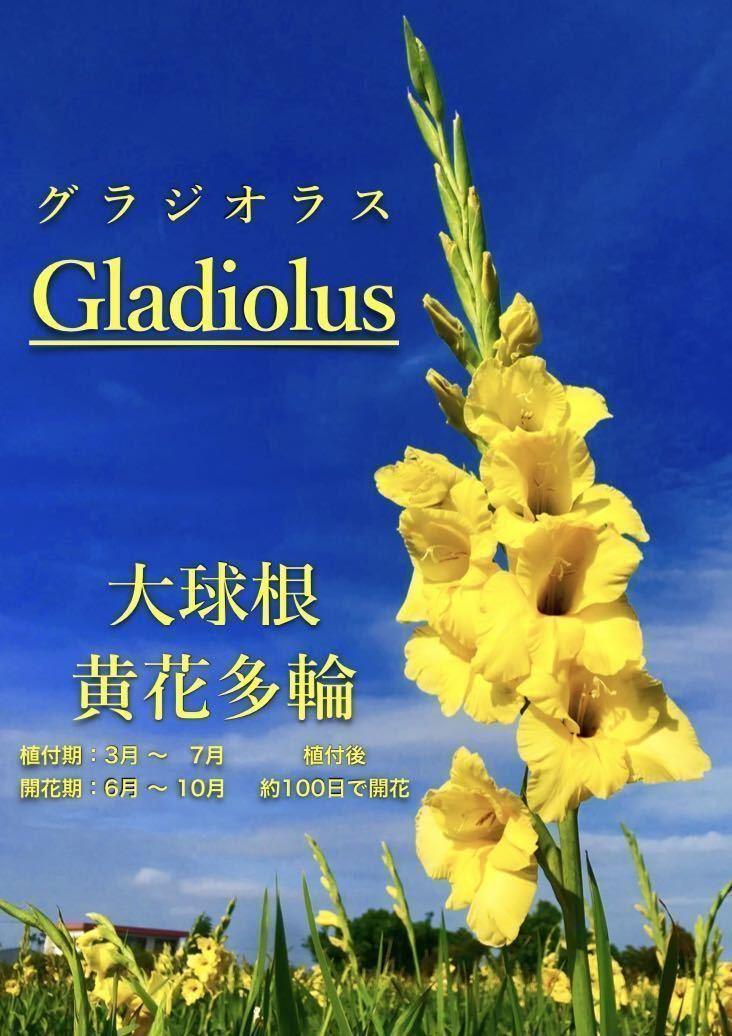 グラジオラス　大球根12個 黄色の花_画像1