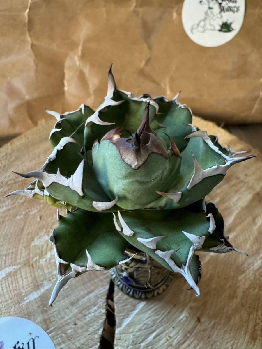 Agave Titanota ”DRAFT MINI“ (03)インドネシア産　アガベ　オテロイ　チタノタ　[Chill__Plants] チルプラ　_画像4