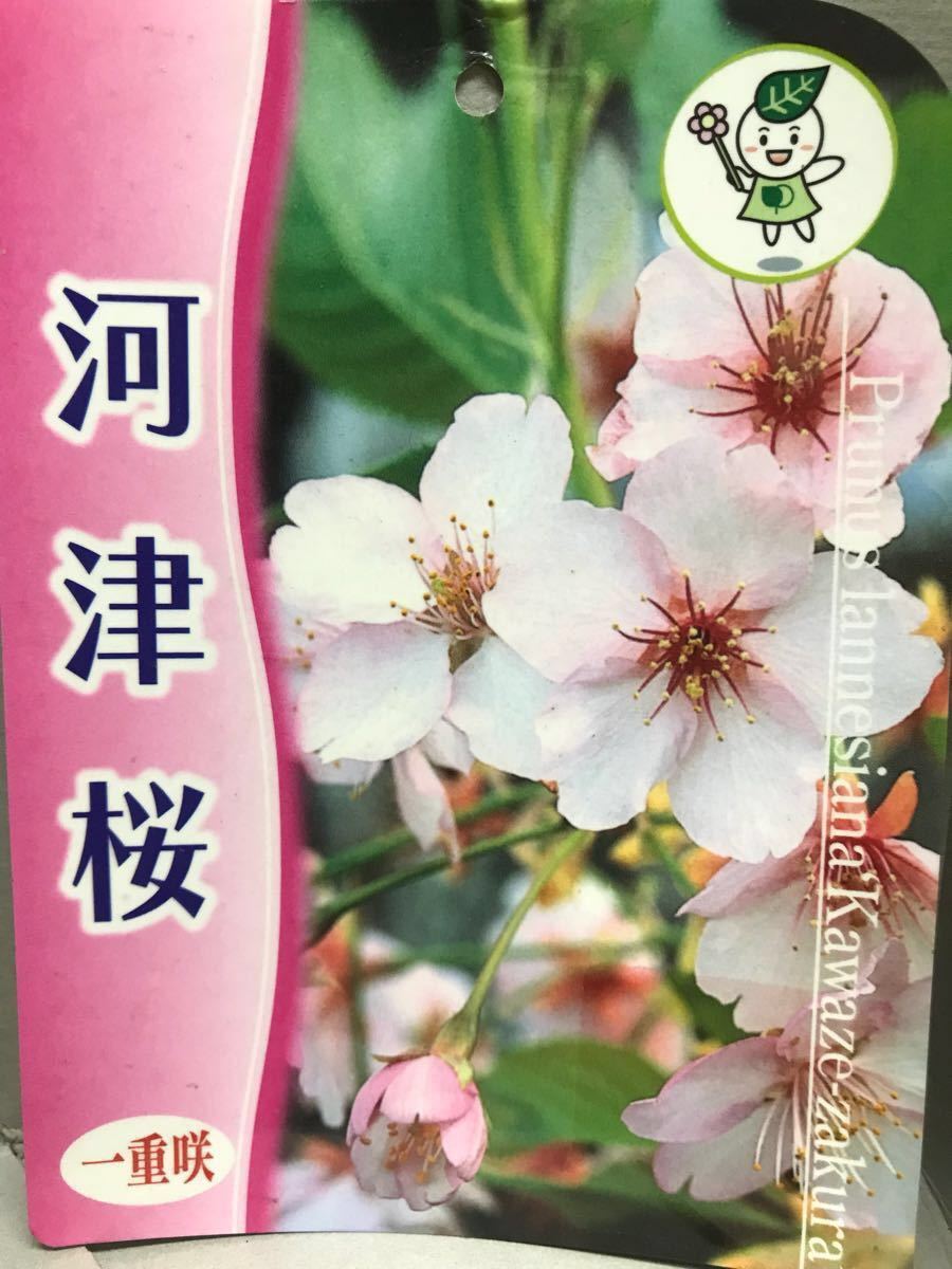 河津桜 早咲き一重咲き 苗木 Nuestracoop Coop