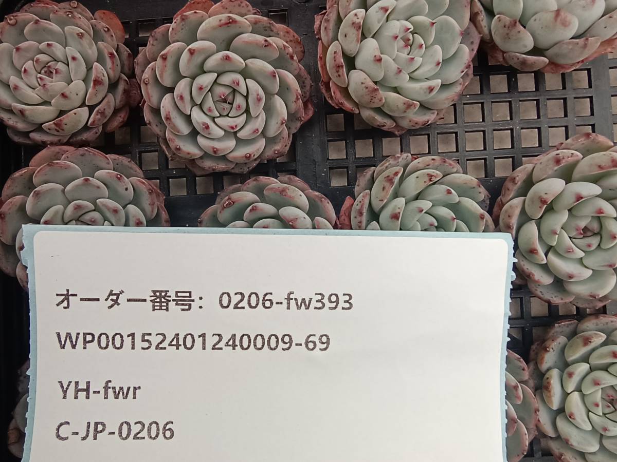0206-fw393 ホワイトミニマ16個 ☆多肉植物　エケベリア　韓国_画像3
