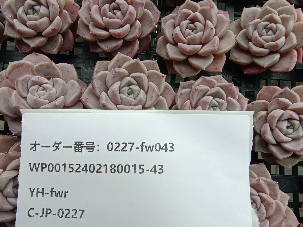 0227-fw043 ピンクプロリフィカ30個 ☆多肉植物　エケベリア　韓国_画像3