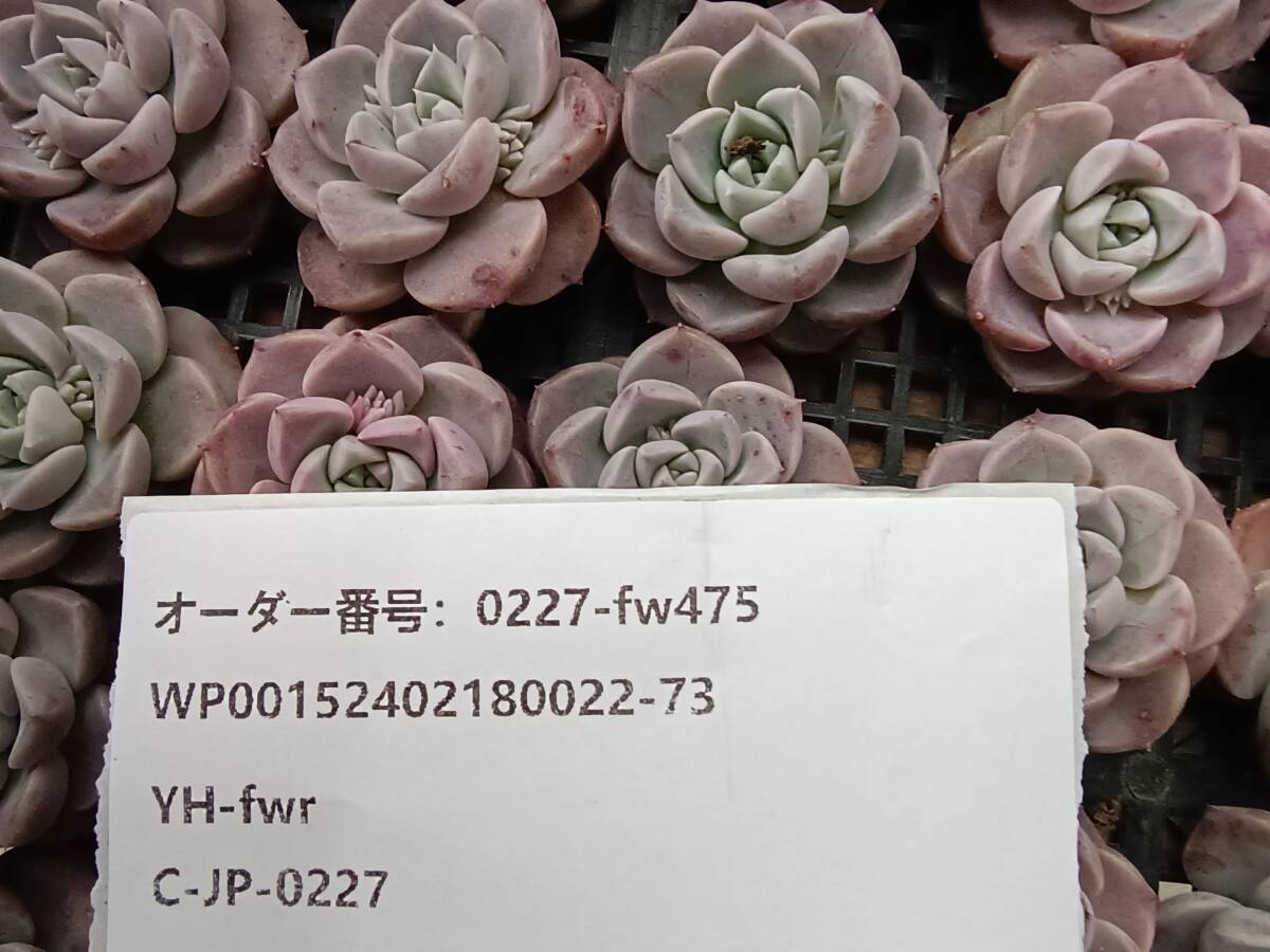 0227-fw475 ピンクスポット25個 ☆多肉植物　エケベリア　韓国_画像3