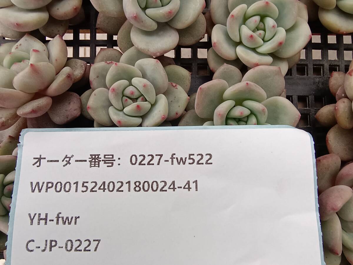 0227-fw522 アリエル16個 ☆多肉植物　エケベリア　韓国_画像3