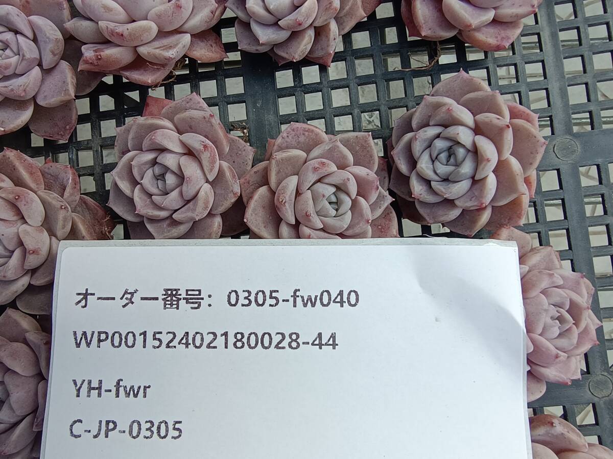0305-fw040 ピンクプロリフィカ16個 ☆多肉植物　エケベリア　韓国_画像3