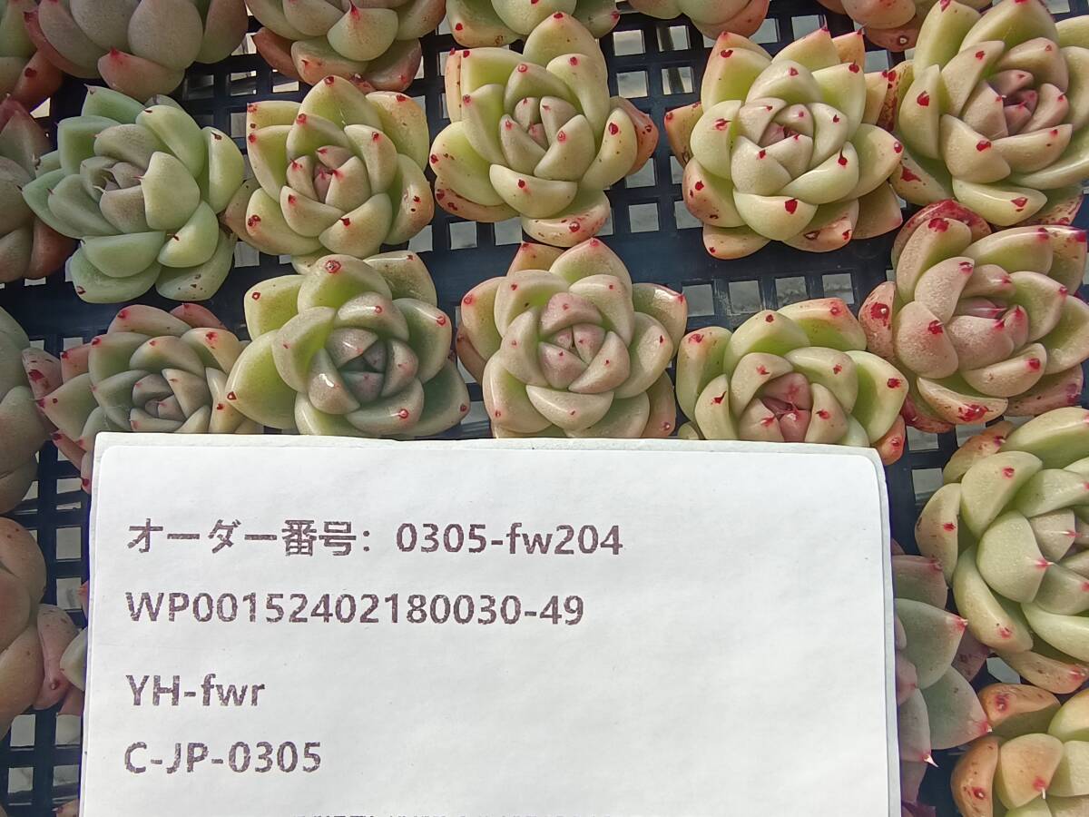 0305-fw204 ホワイトジェイドジェニー30個 ☆多肉植物　エケベリア　韓国_画像3