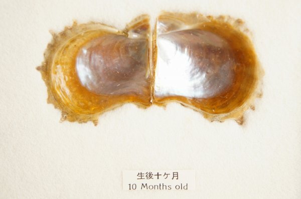 養殖真珠 成長標本 CULTURED PEARL　日本真珠貝生長状態　パール　貝　アコヤガイ　額装　額入り　レトロ　アンティーク　E16_画像9
