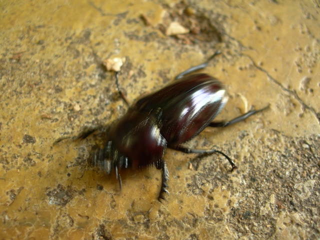 ピカールX紫紺血統 ニジイロ クワガタ 幼虫10頭 144-1の画像4