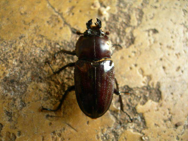 ピカールX紫紺血統 ニジイロ クワガタ 幼虫10頭 144-1の画像3