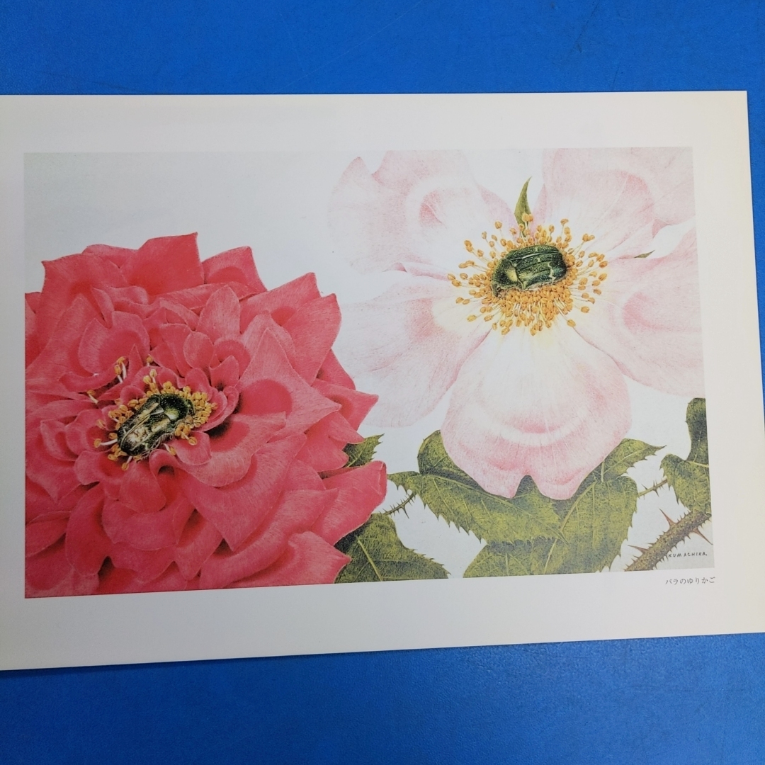 「花と虫を愛して 熊田千佳慕の世界展 特別付録付 高島屋 1998-1999」_画像7