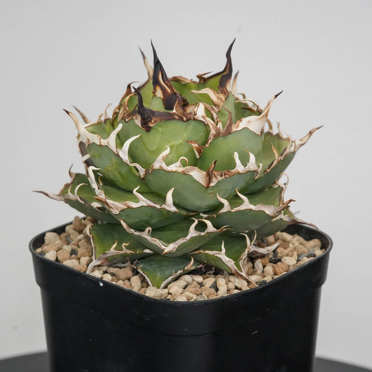 Yahoo!オークション - アガベ チタノタ ハデス / Agave titanota Yahoo!オークション - アガベ チタノタ ハデス / Agave titanota