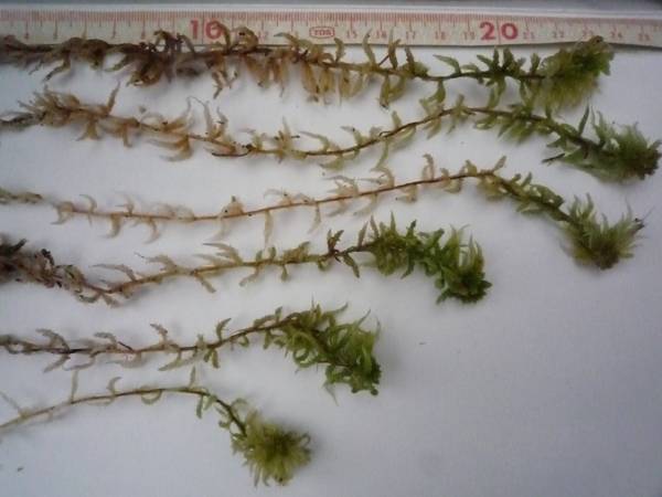 ■数量9■即決■水苔■食虫植物・富貴蘭・セッコク■送料安・保証付き②_採取状況により長さ変わります。